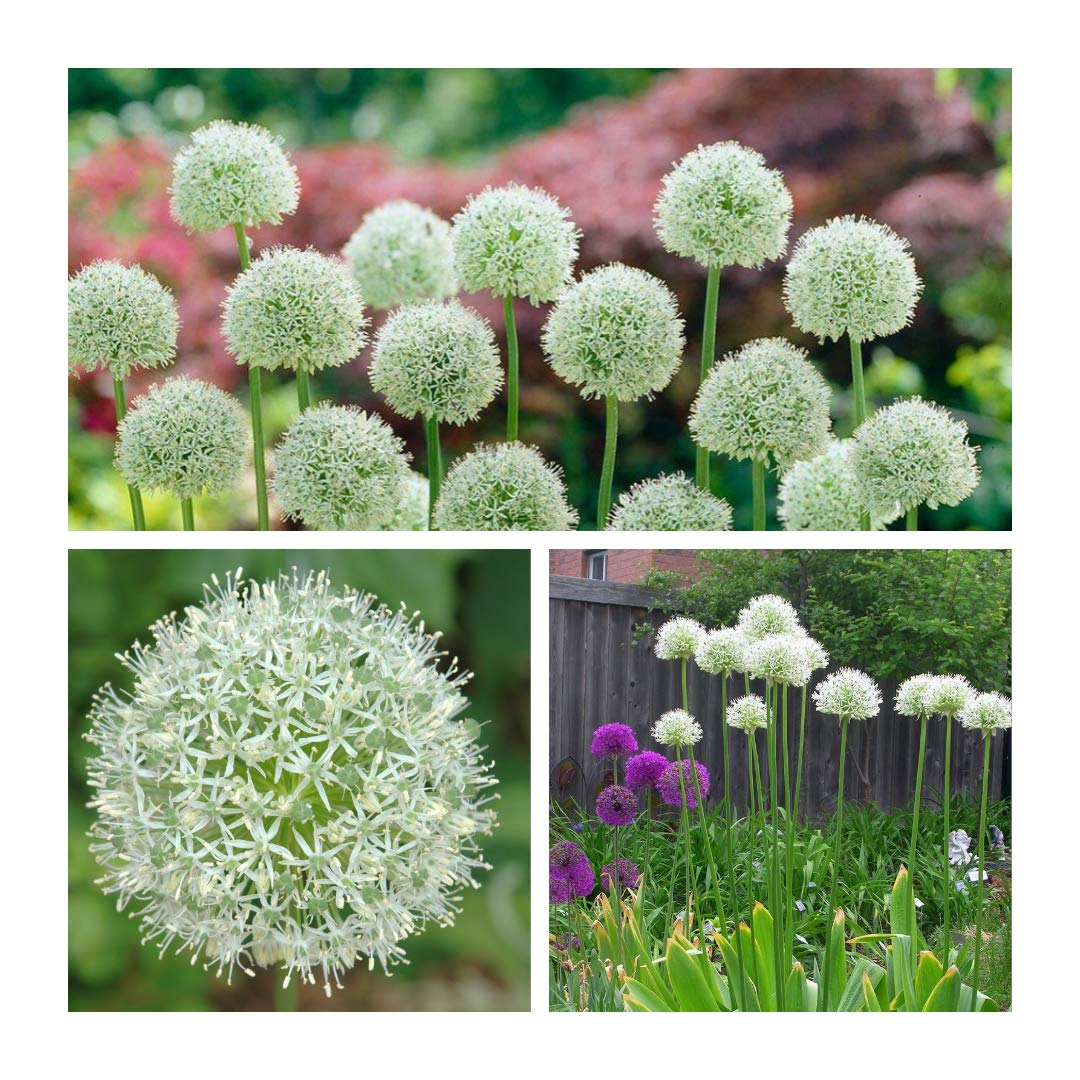 Allium Mount Everest Flower Bulbs (10)