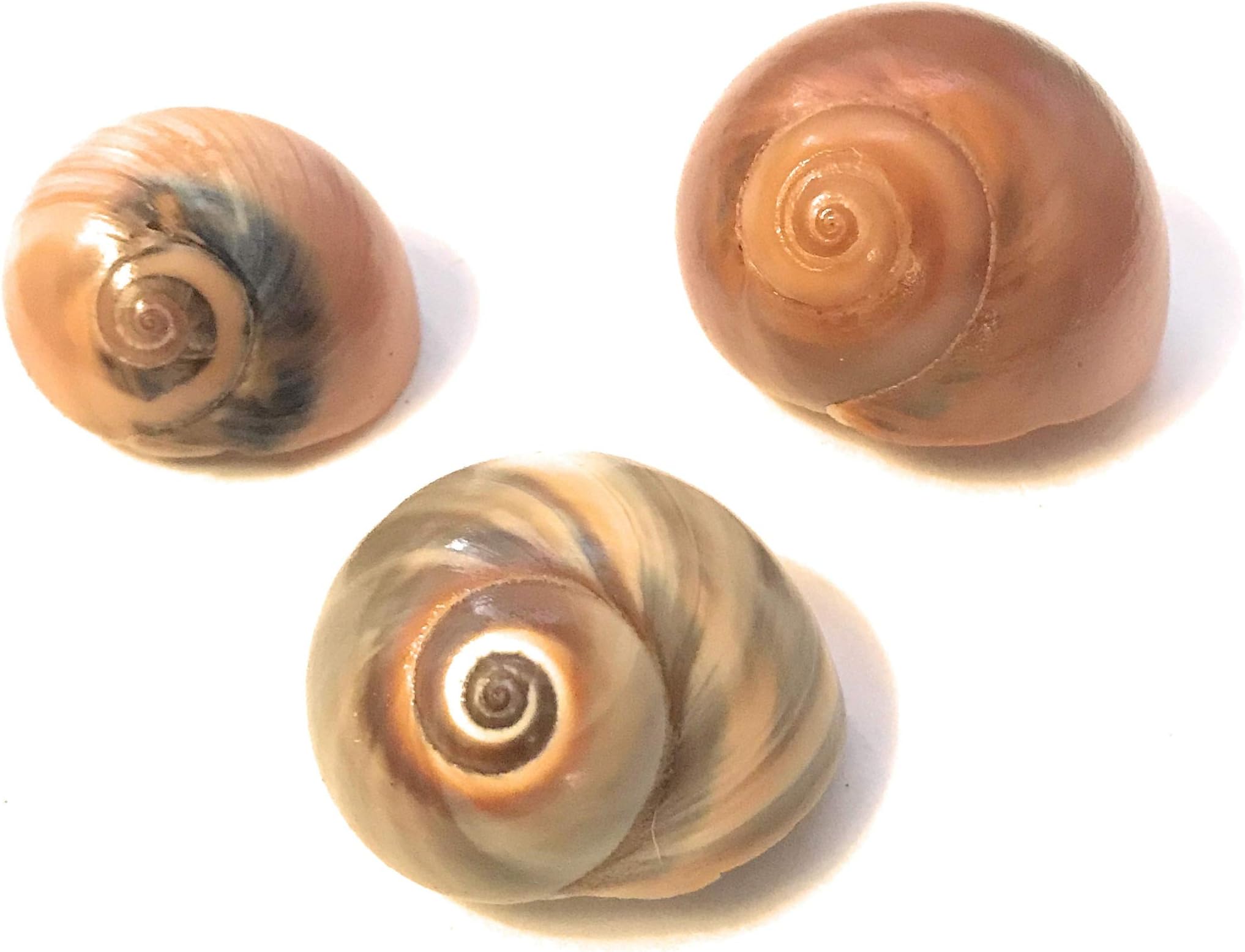 THE OTHER TIDE Hermit Crab Shells Up-Sizing” Pack - 3 Shells