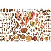 123Posters North American Seashells Educational Decorative Poster 24 x 36