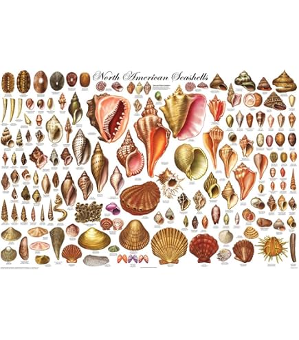 Names Of Seashells With Pictures Free