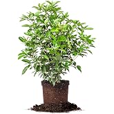 Perfect Plants Tea Olive Live Plant, 3 Gallon, Fragrant Osmanthus | Sweetly scented blooms perfume the whole yard, zones 8-11, glossy evergreen for privacy hedges, draws hummingbirds