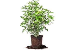 Perfect Plants Tea Olive 3 Gallon