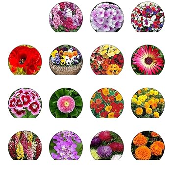 Kraft Seeds Flower Seeds, Heirloom Seed, High Germination Seeds (Pack of 15)