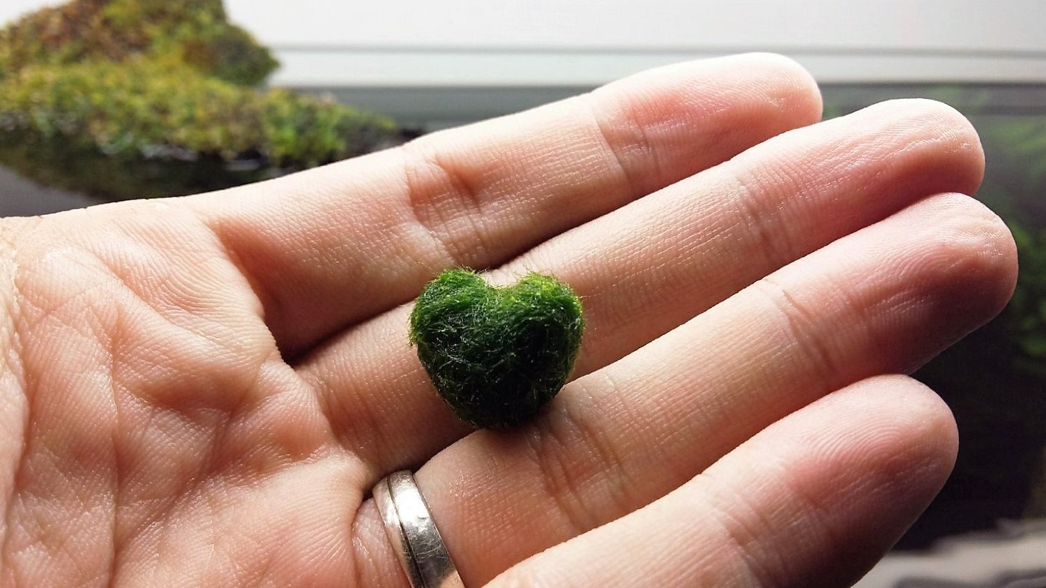 Luffy Heart Marimo - Unique Heart-shaped Rare Live plant that brings good luck, charm & prosperity - Perfect gift for Every Occasion - Win Someone’s Heart today!