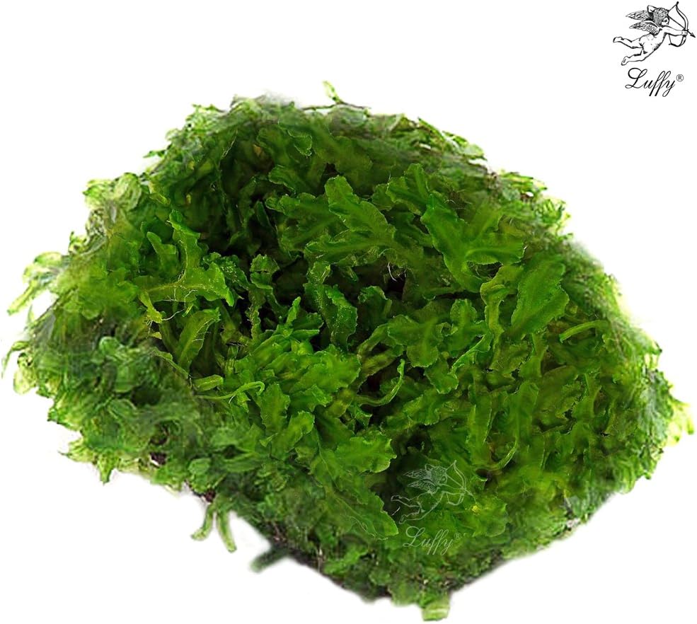 Luffy Coco Pellia- Plant on Coconut Shell Beautiful Live Aquarium Moss Plant for Java Fish exo Shrimp Moss Fern Terra Tank Diffuser co2 Java Frog Stone/Rock/Wood/Driftwood Terrarium