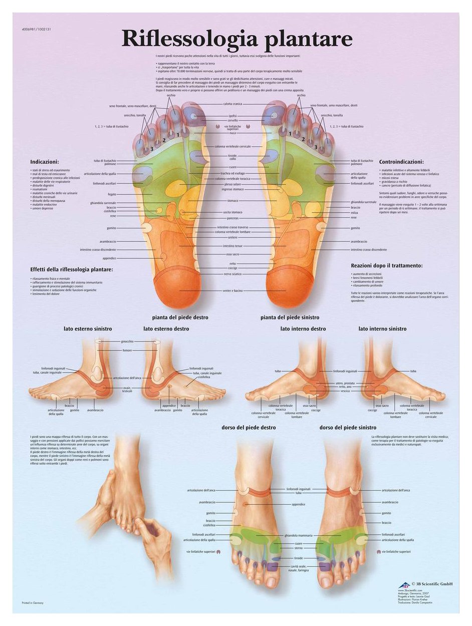 3B Scientific VR4810L "Agopuntura por il corpo" Printed in Paper
