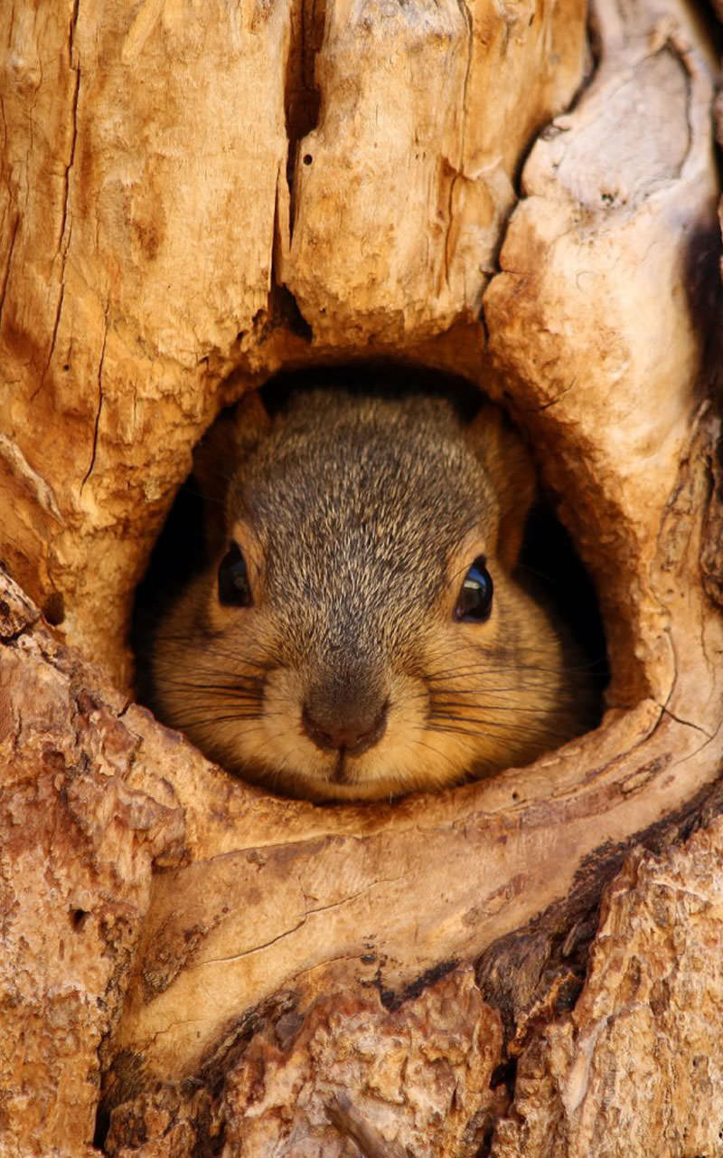 Amazon.com: Cute Animals Live Wallpaper: Appstore for Android