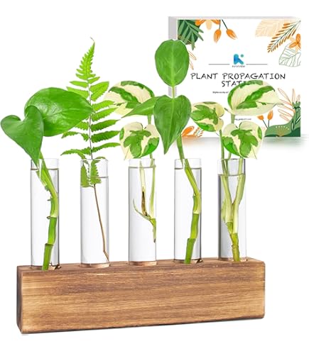 thumbnail image 2 of 4 Set Plant Propagation Test Tubes With Wooden Stand - Water Propagation Station For Indoor Plants 2 of 10