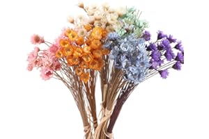 hobbyme 300PCS Dried Flowers Brazilian Small Star Daisy, 15" Decorative Natural Mini Chamomile Bouquet, Floral Arrangements for Wedding Party Home Decor, Dried Flowers Bundles for DIY Craft