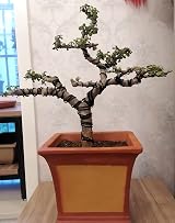 QWORK 4 mm Bonsai Training Wire 66f 20m Anodized Aluminum for Shaping view 3
