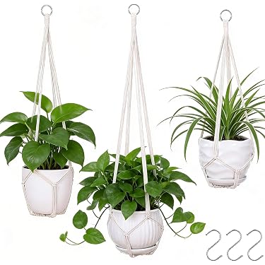 swiss cheese pothos Swiss Cheese Monstera (Adansonii) main image 0