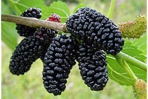 50+ Seeds Dwarf Black Mulberry Morus Nigra Everbearing Seeds Plant Fruit Planting Gardening Garden Plants - Perfect for