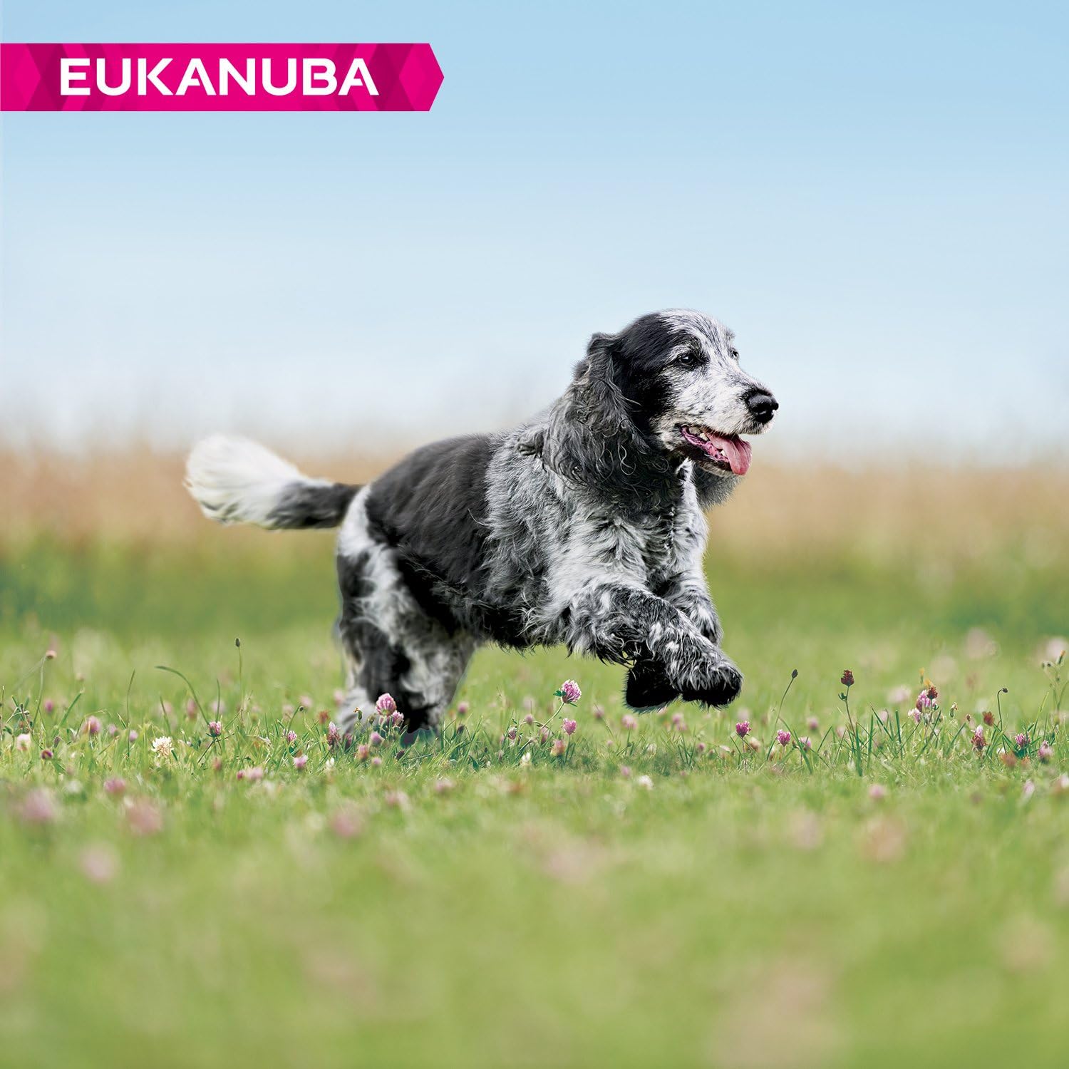 Eukanuba Senior Dog Food for Medium Dogs Rich in Fresh Chicken for the Optimal Body Condition of Your Dog 12kg - Image 4