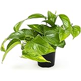 Golden Pothos Plant Live House Plant Live Plants, Trailing Plants Live Houseplants, Golden Pothos Live Plant Houseplant, Live