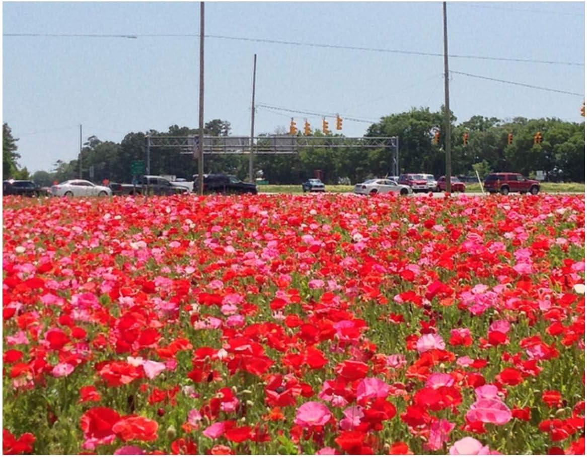 PREMIER SEEDS DIRECT - Corn - Field Poppy Mixed - 2 Grams