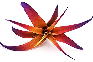 Tillandsia Capitata Peach Enhanced Colored Colorful Air Plant Live 2-3 inch Grows Huge Easy Care Indoor Outdoor Home Decor Gift Airplant Vibrant Color Awesome Industries (Sunset 2")