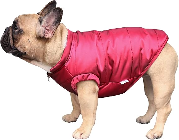 boston terrier jacket