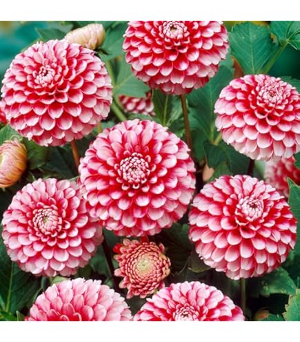 Amazon.com : Votaniki Bee-Friendly Single Flowered Dahlia Mix