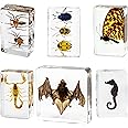 6 Pcs Insect Resin Specimen- 2.95×2.95×0.94 Inch Taxidermy Bat,Scorpion,Butterfly,Ladybug in Preserved Resin for Oddity Gifts,Scientific Educational,Entomology Supplies,Decor