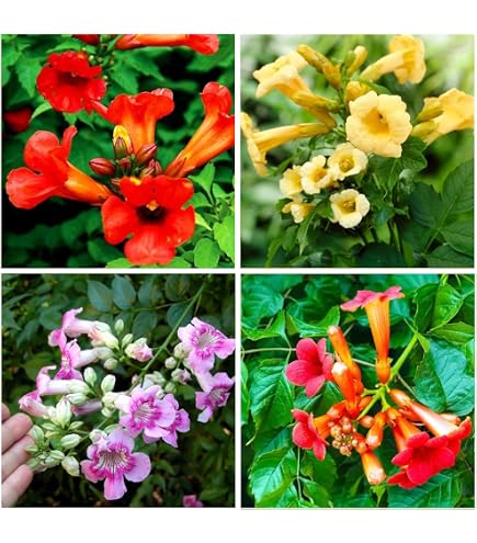 Red Trumpet Creeper Vine - 20 Seeds - Campsis Radicans - Organically