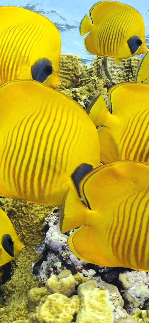 PeelitStickit Underwater, Undersea Wall Murals, ID-176, vinyl