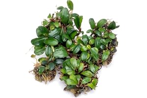SubstrateSource Bucephalandra Mini Coin Live Aquarium Plant - Natural Freshwater Fish Tank Decorations and Aquatic Decor (Plant (10-15 Leaves))