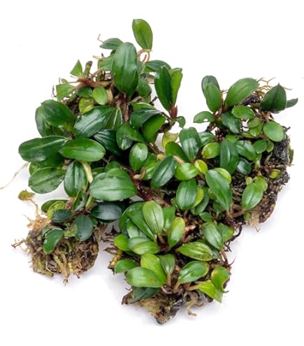 Amazon.com: Bucephalandra SP. Wavy Green - Rare Live Aquatic Plant