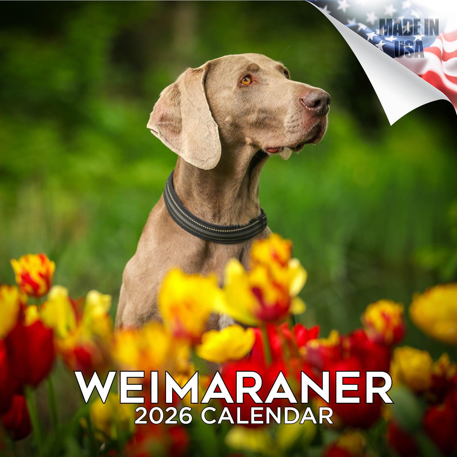 2024 2025 Weimaraner Calendar - Dog Breed Monthly Wall Calendar - 12 x 24 Open - Thick No-Bleed Paper - Giftable - Academic Teacher's Planner Calendar Organizing & Planning - Made in USA