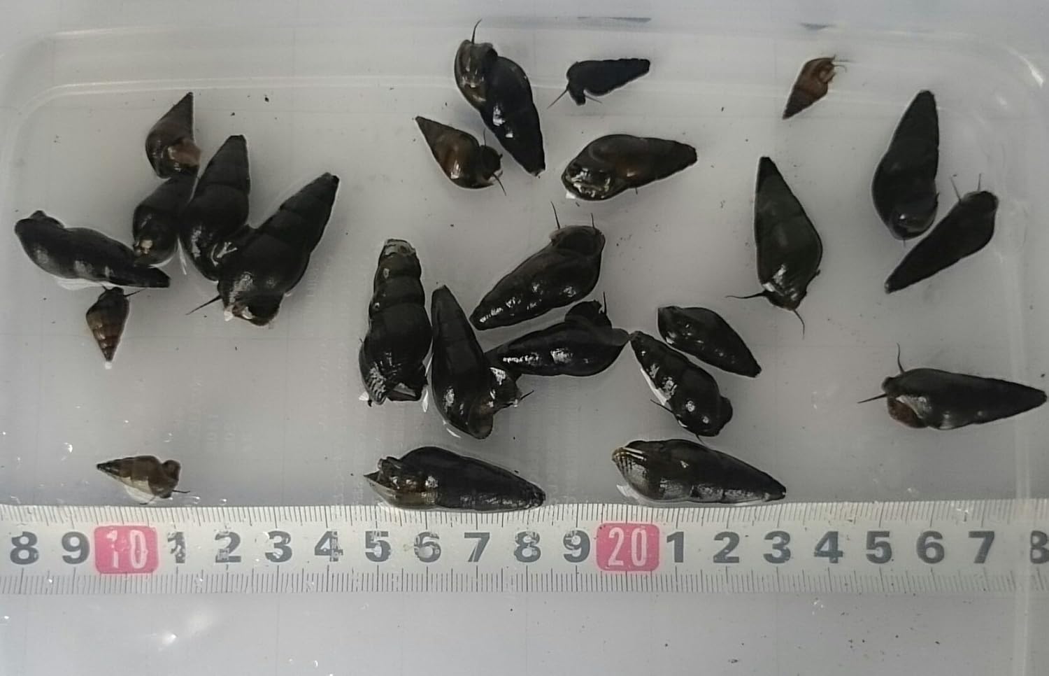 Amazon 宅配便ver ゆうパック 淡水 巻貝セット カワニナ 10匹 補償分 5匹 生体 三九屋 観賞魚 水中生物 通販