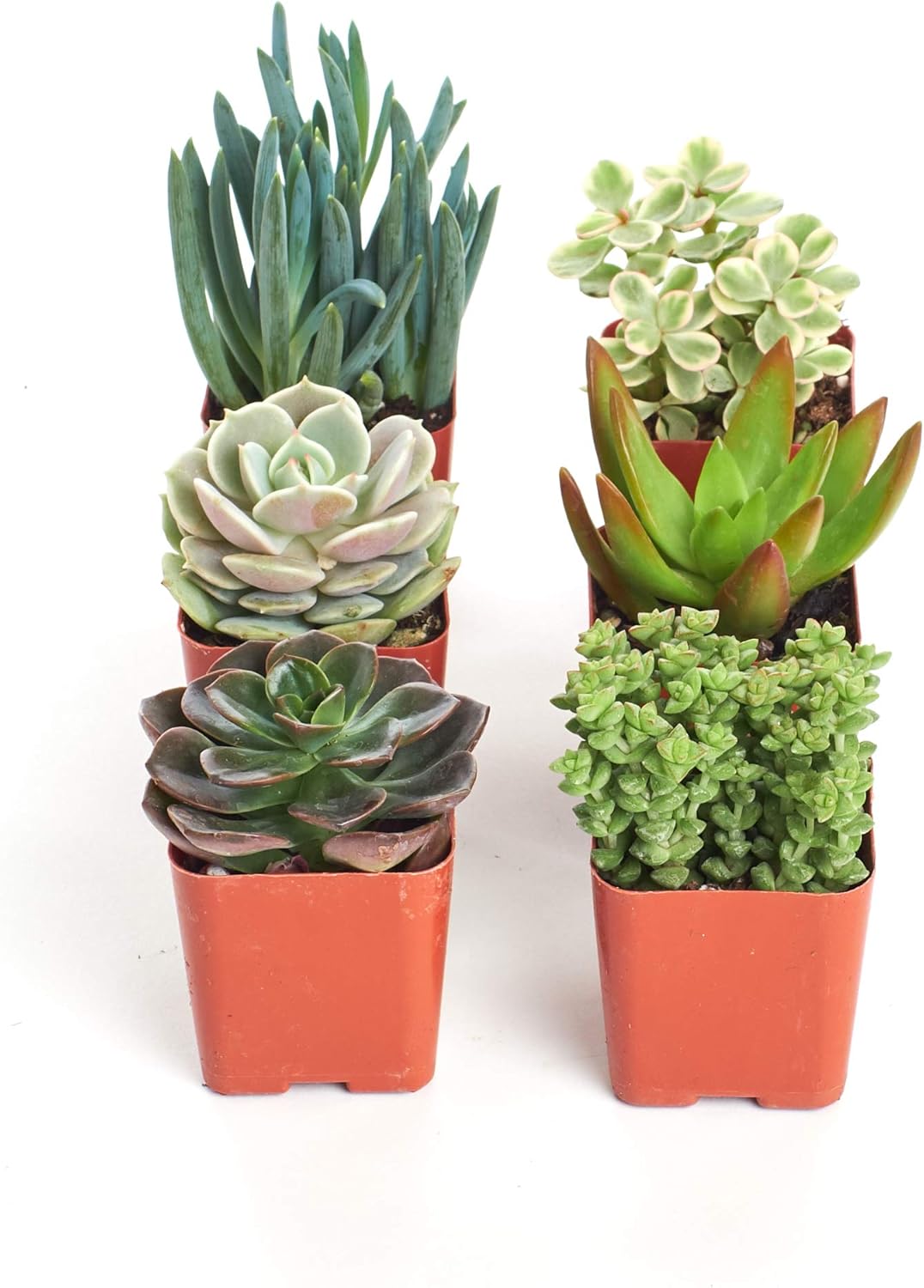 2 In Plants Succulent Live Of Collection Unique Succulents Shop Grower 6 Of Collection Succulents Mini Of Pack Variety Selected Hand Pots Cacti Succulents Incredible Discounts Www Klevering Com