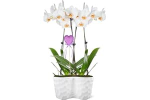 PLANTS & BLOOMS SHOP Just Add Ice JA5138 White Orchid with Lilac Glitter Heart in White Ceramic - Long-Lasting Flowers, Gift for Wife, Mother's Day, Anniversary - Premium Flower Arrangement - 10" Diameter, 25" Tall