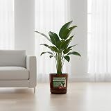 KORAD Extra Large Wood Effect Flower Planter Gloss Pot with Saucer 32 cm view 6