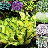 Garten bodendecker Garten bodendecker