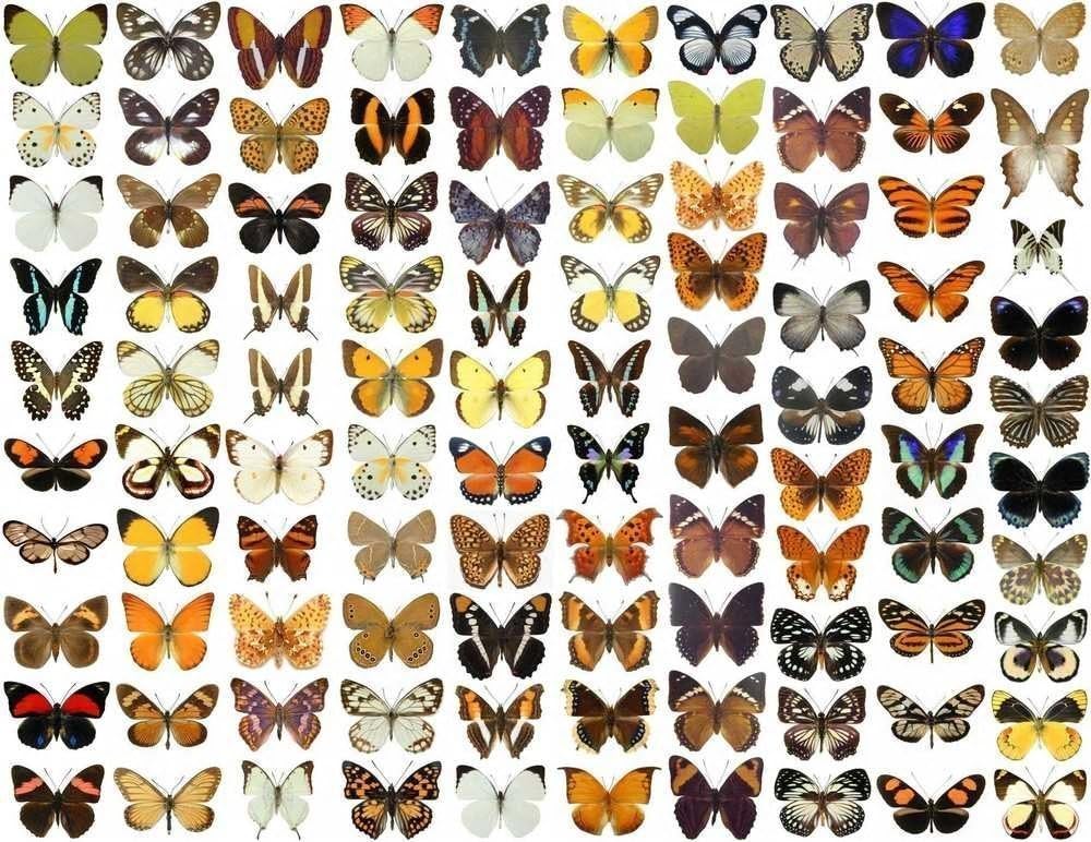 100 X Unmounted Real Dried Butterflies By Naturalhistorydirect A1 Papered Butterfly Specimens S E Asia Region Captive Farmed Amazon Ca Home Kitchen