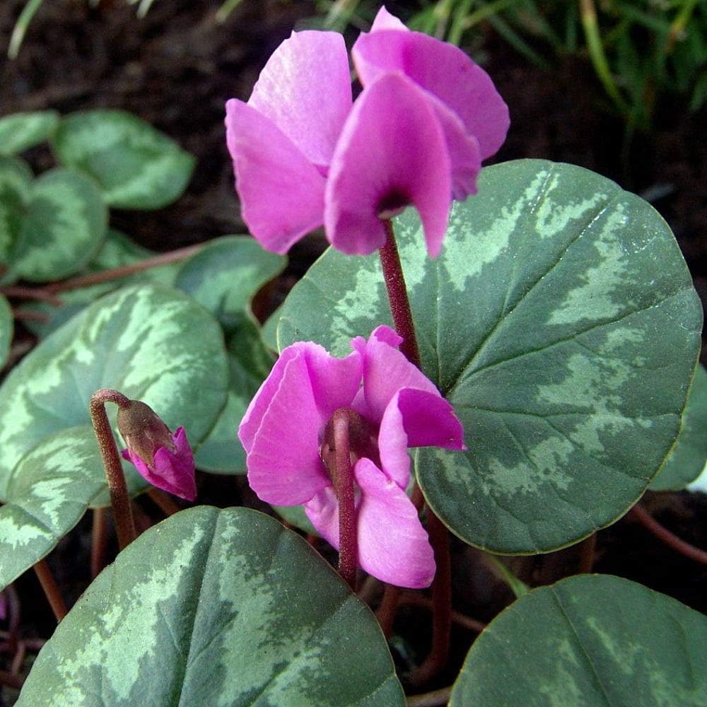 2 Bulbs ~ Hardy Spring Blooming Cyclamen coum ~ 13/15 cm Bulbs