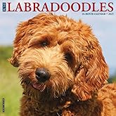Just Labradoodles 2025 12" x 12" Wall Calendar