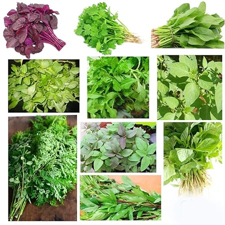 Bio Blooms Agro India Private Limited Spinach Seeds Kit, Pack of 10 Easy Leafy Vegetable Seeds