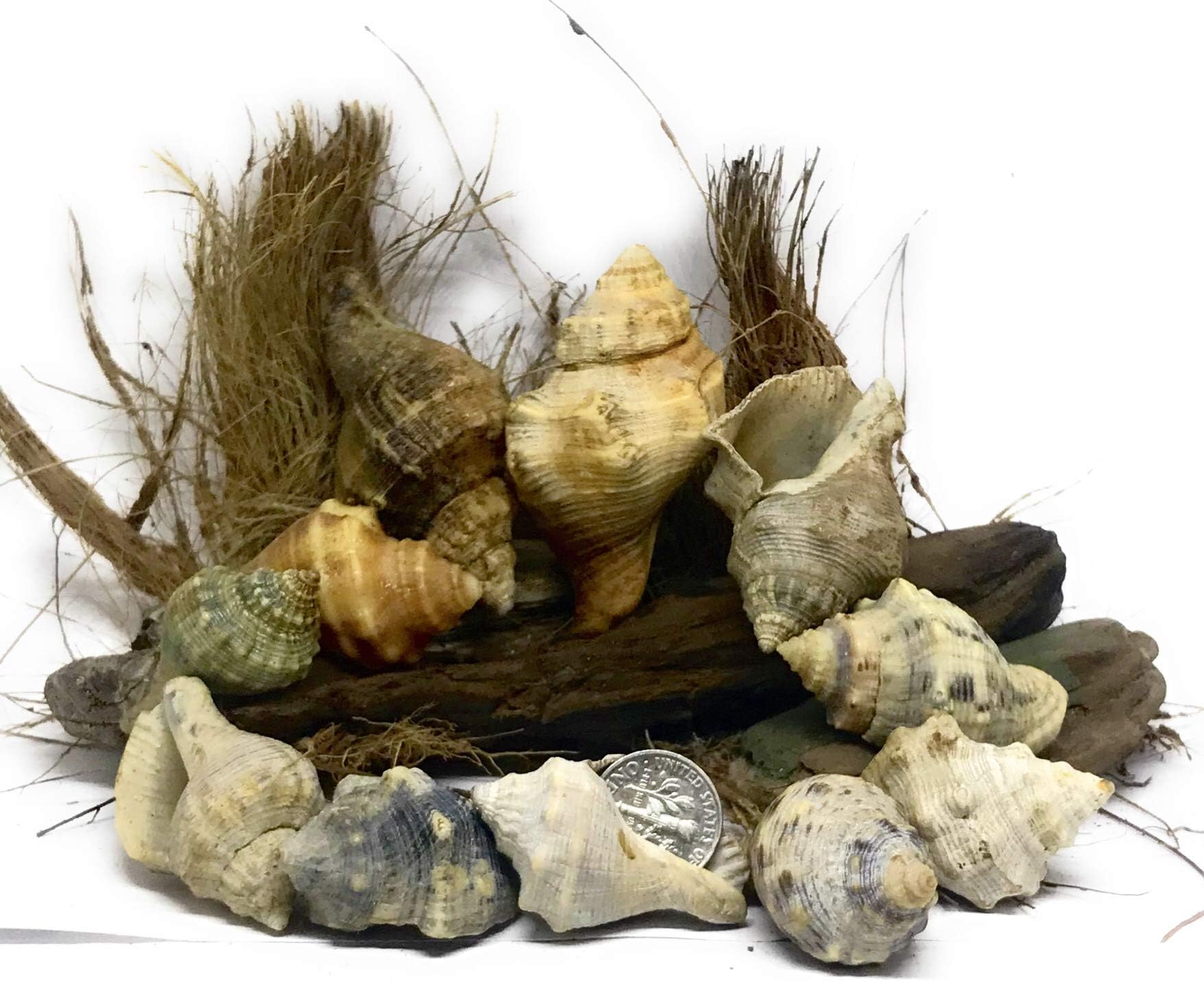 THE OTHER TIDE 12 Hermit Crab Shells - Small to Large - Rainbow Ribbed Conch Shells