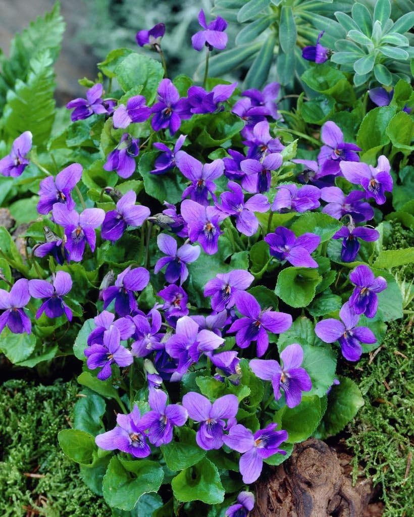 Viola odorata Sweet Violet, Plant in 9 cm Pot Amazon.co.uk Garden