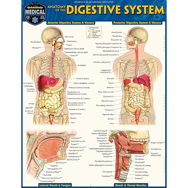 Anatomy of the Digestive System: Perez, Vincent: 9781423242697