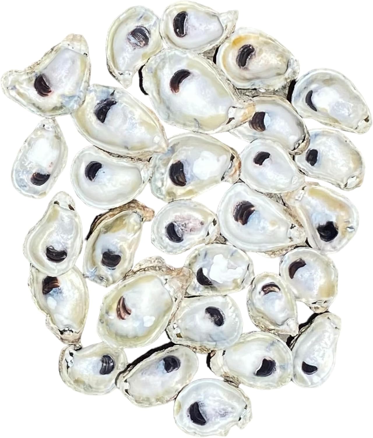 Vase Fillers - Premium Large Oyster Shells for Fun Crafts and Decor by Memory Cross. No Holes/Cracks, Non-Sharp, (No Sanding/Polishing/Painting) (3