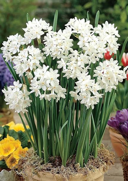 Paper White Flower Bulbs Burge Bjgmc Tb Org