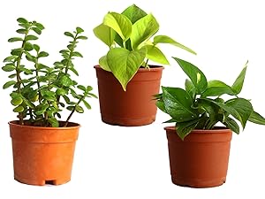 Rolling Nature Money Plant Golden Pothos and Jade Combo of Good Luck Plants