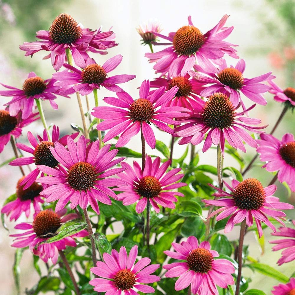 2 x Echinacea Purpurea – Popular Perennial with Lavender Flowers- Ideal to Grow in Your Beautiful Garden