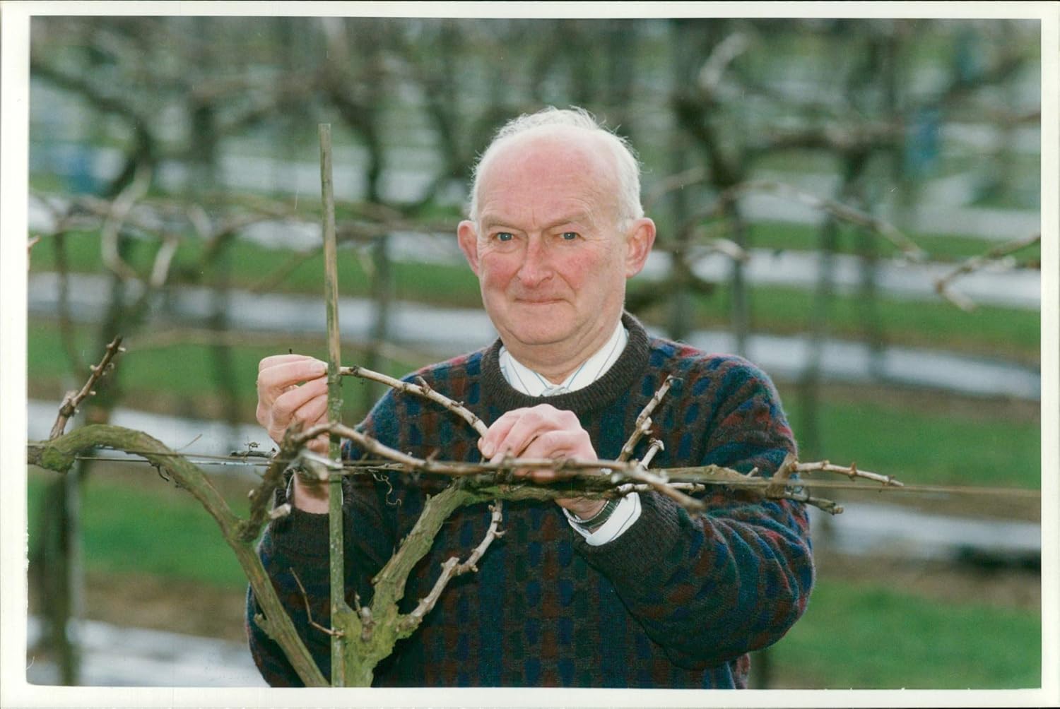 Amazon Com Vintage Photo Of Biddenden Vineyards In Kent Managed