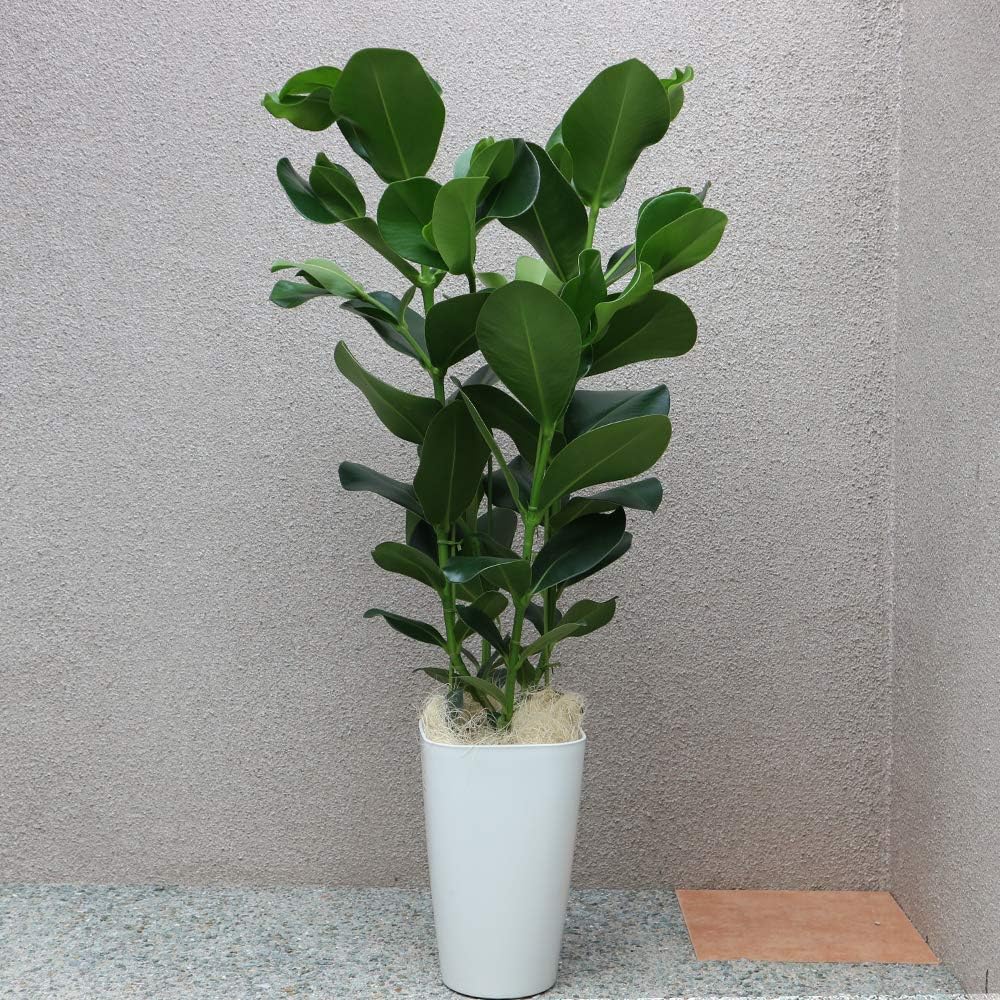 Amazon Co Jp クルシアゴム 観葉植物 中型 8号プラスチック鉢 鉢底からの高さ 約110cm 葉張り 約50cm 品種で選べる観葉植物 リビングやオフィス向きサイズ 1個 学名 Clusia Rosea オトギリソウ科 クルシア属 原生地 西インド諸島 あまり出まわっていない観葉