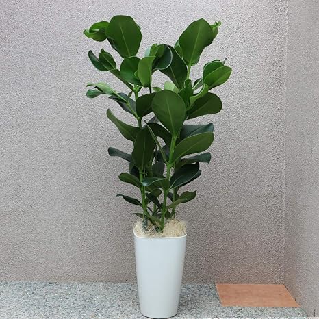 Amazon Co Jp クルシアゴム 観葉植物 中型 8号プラスチック鉢 鉢底からの高さ 約110cm 葉張り 約50cm 品種で選べる観葉植物 リビングやオフィス向きサイズ 1個 学名 Clusia Rosea オトギリソウ科 クルシア属 原生地 西インド諸島 あまり出まわっていない観葉