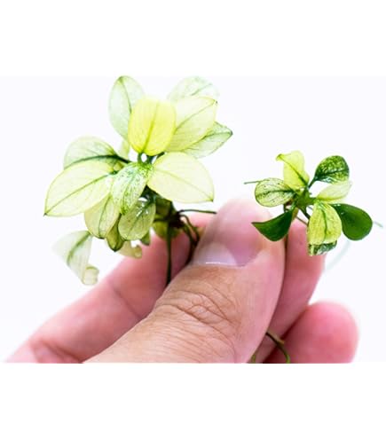 Amazon.com: Bucephalandra SP. Wavy Green - Rare Live Aquatic Plant