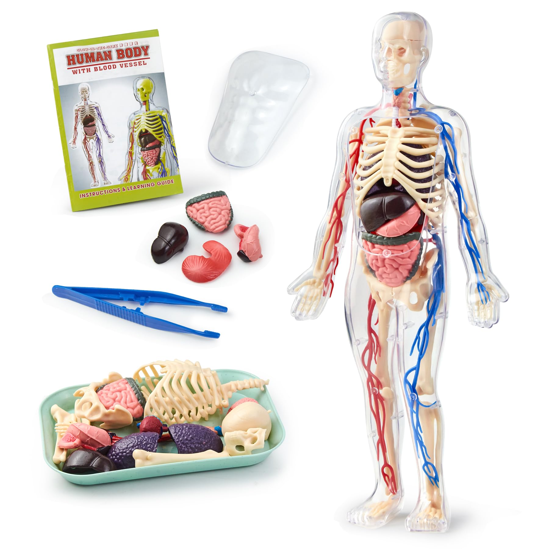 Human Body Model for Kid, Human Anatomy Torso Including Skeleton, Organs & Blood Vessels, Educational Science Kit for Children