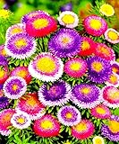 Multicolor Aster Queen Seed Mix 200 Seeds for
